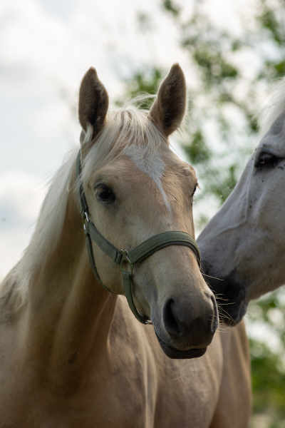 Bright Benicio, Bild Nr. 4