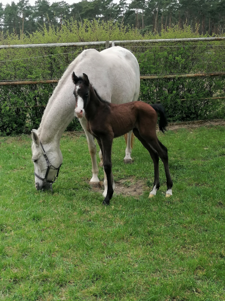 Vorschaubild von Darian