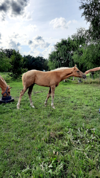 Vorschaubild von Fidelio