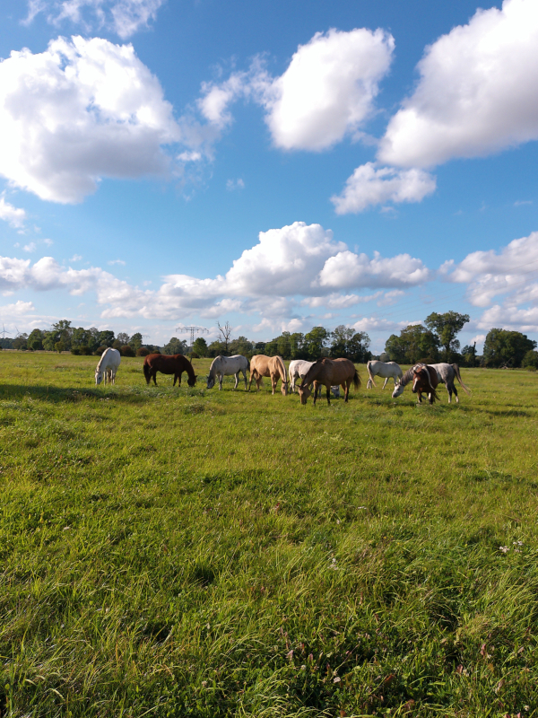 Pferdepension, Bild Nr. 2