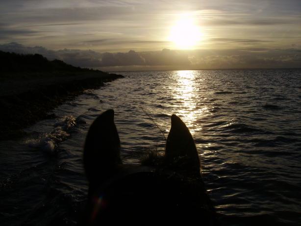 Das Bild zu Pferd Meer Sonne