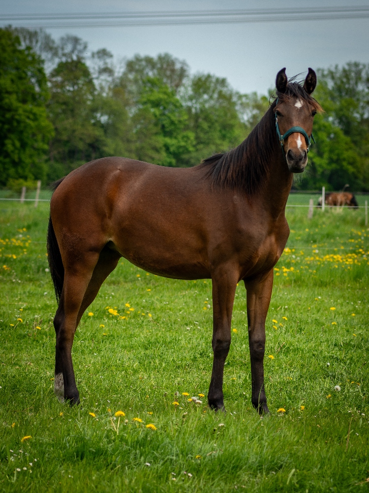 Sirona, Bild Nr. 2