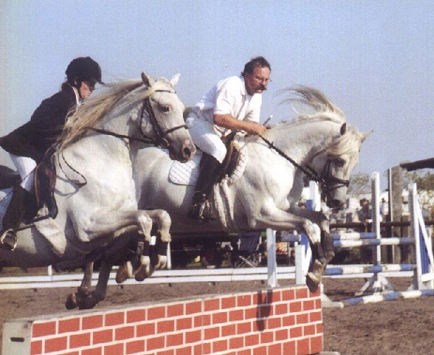 Fohlenschau arabischer Pferde 2005, Bild Nr. 1